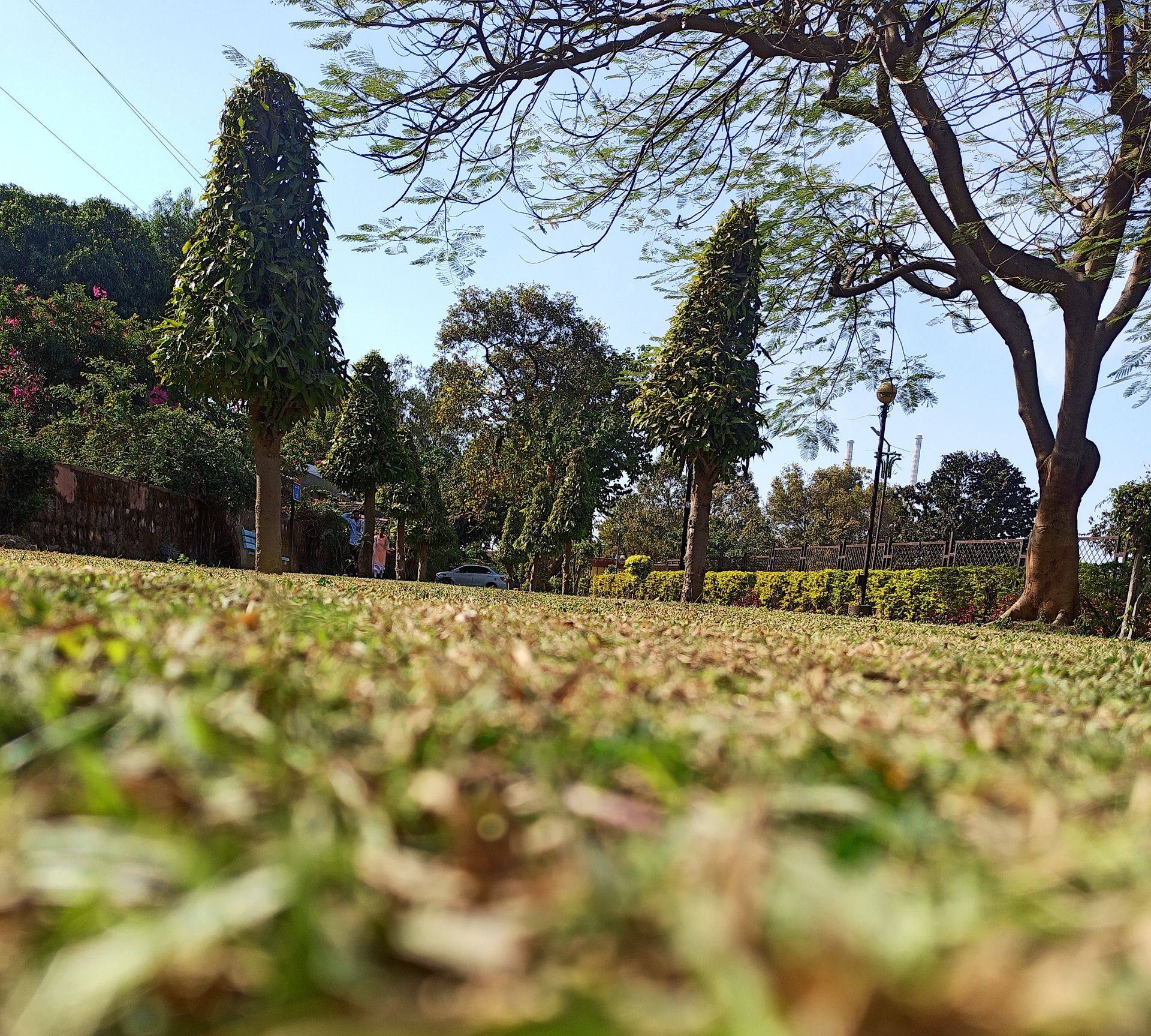 Tranquil Greenery with cone-shaped trees